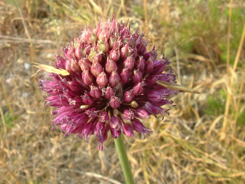 Allium nigrum ?